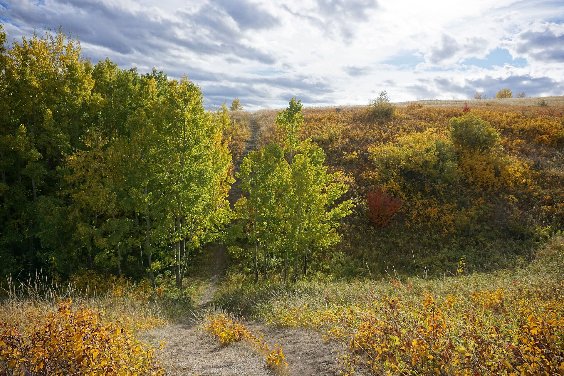 Autumn trees and open hillside in Nose Hill Park