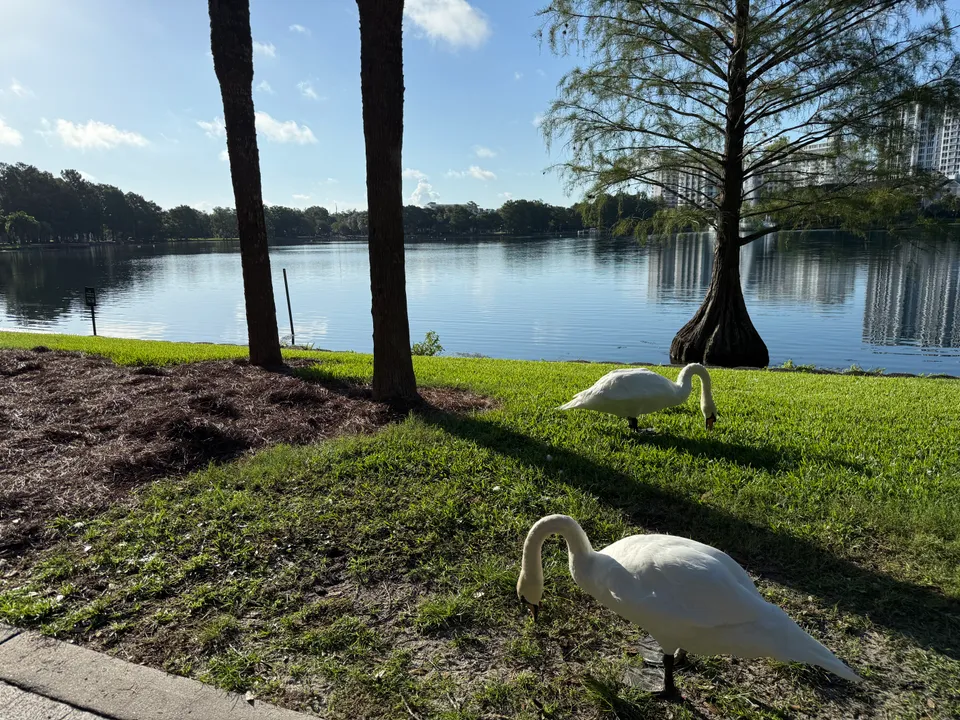 Swans on the grassy shore with Lake Eola and downtown buildings beyond