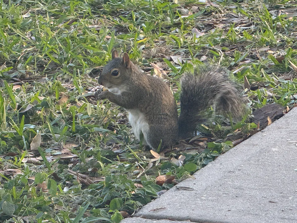Squirrel on grass beside a Lake Eola park path