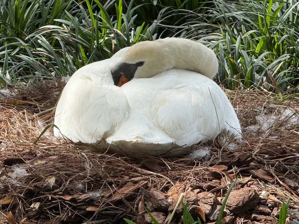 White swan resting in a nest beside the lake