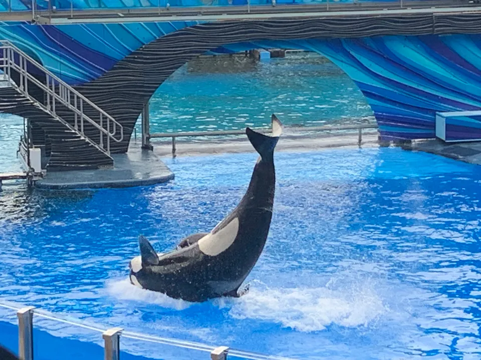 Orca above the water in a SeaWorld pool during a past visit