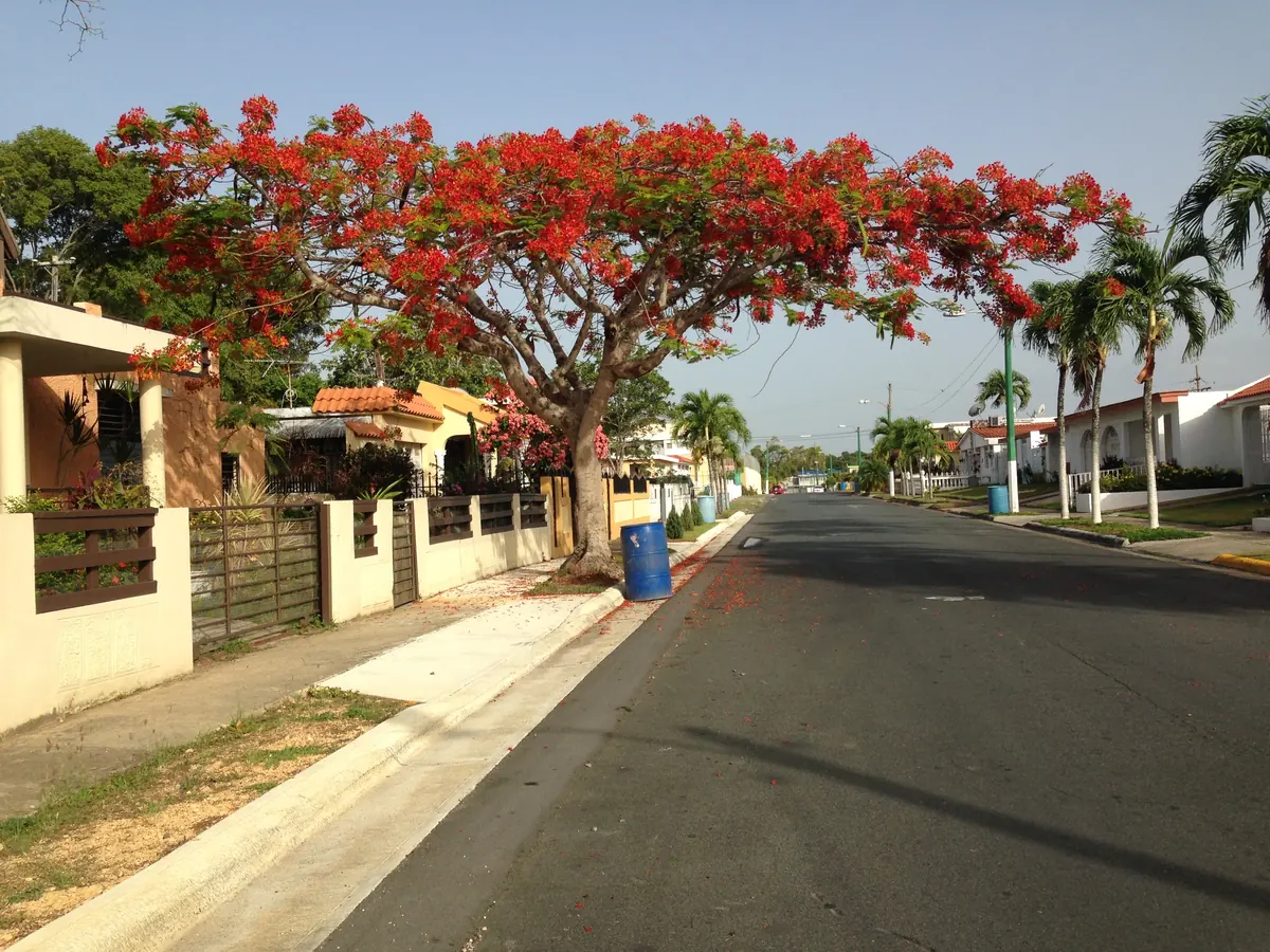 Red flowering tree beside a street in Dorado
