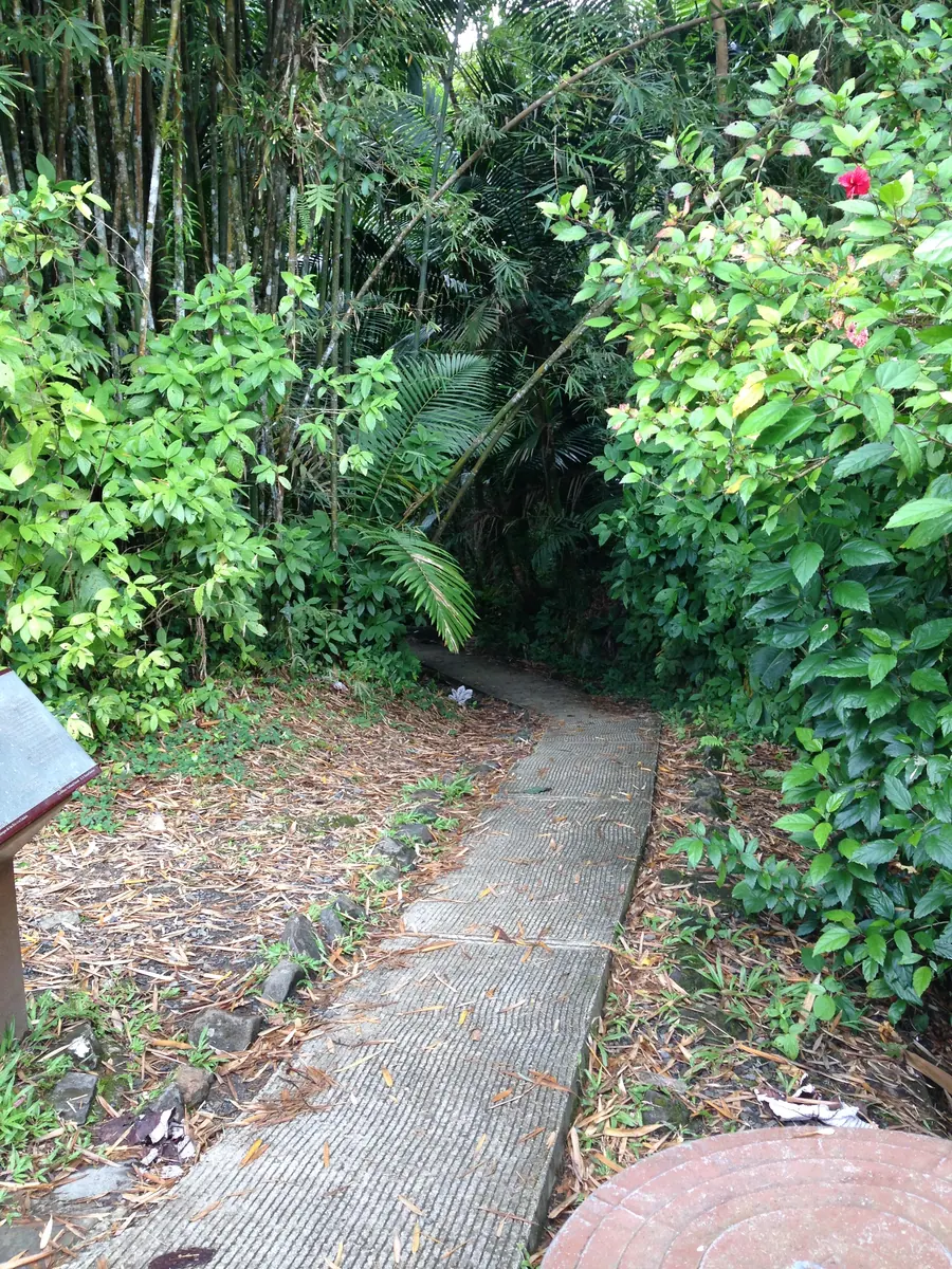 Wooden walkway through the dense rainforest in El Yunque